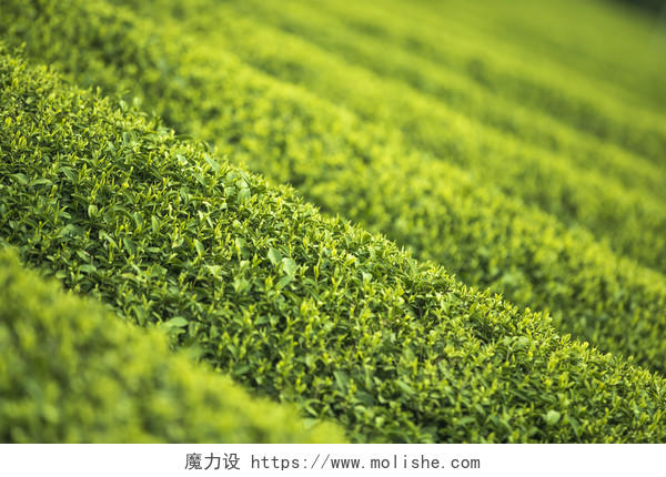 特写绿色茶山茶叶背景图片